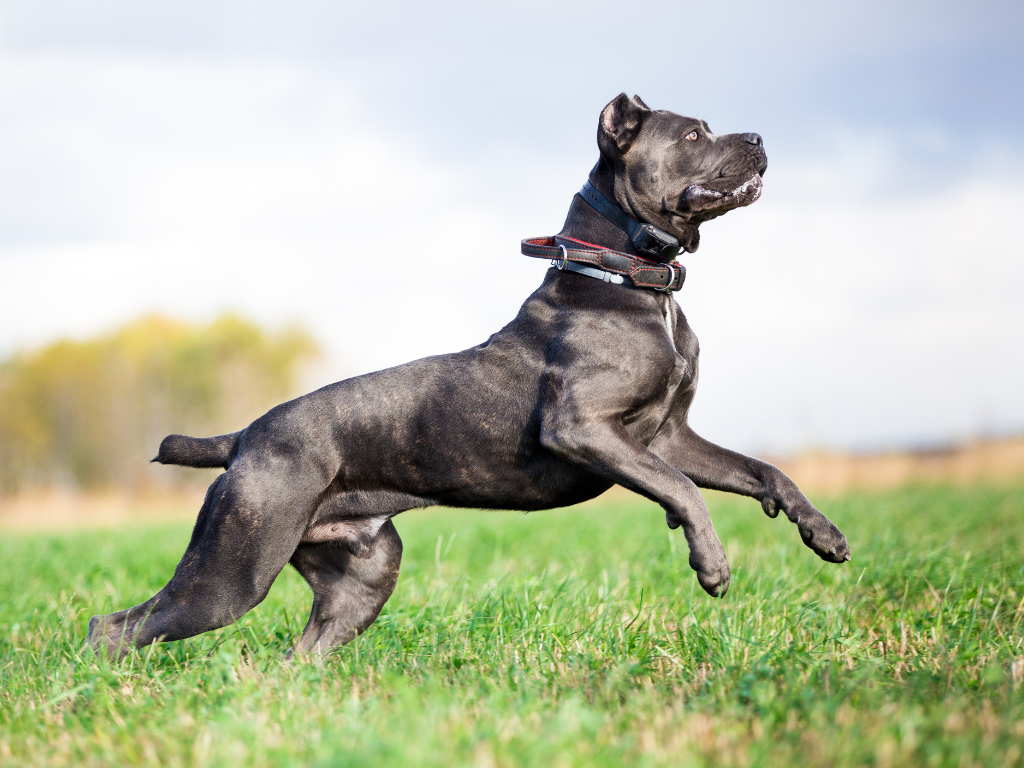 CANE CORSO